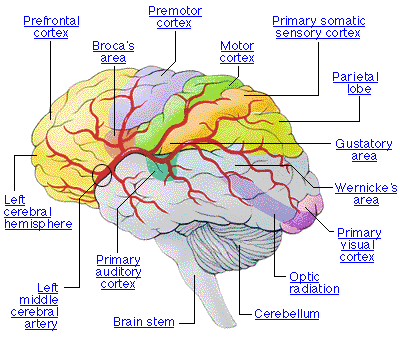 Salute Il Cervello Delle Donne Riconosce Piu In Fretta Gli Errori Solleviamoci S Weblog